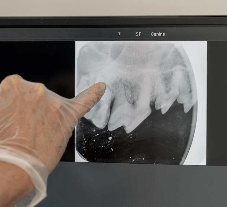 Dental Services
