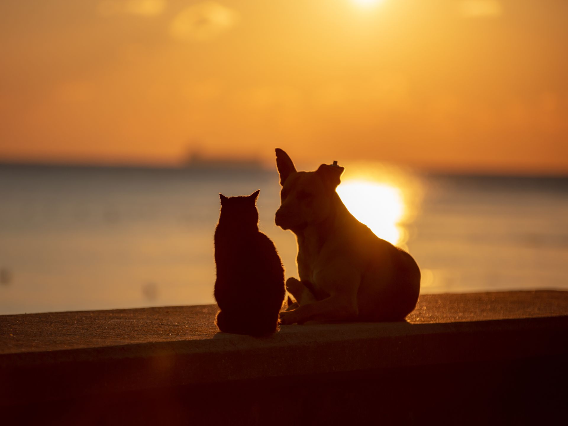 Veterinarian in San Diego