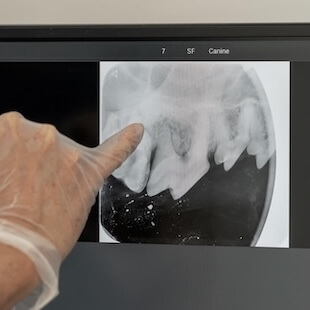 Pet Dental in San Diego