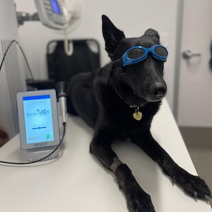 In-House Pet Diagnostics in San Diego