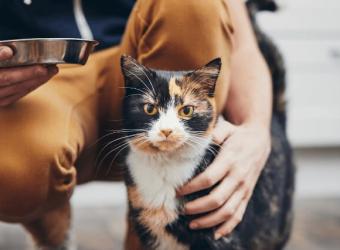 Kit Lit: 10 Ways to Be the Best Cat Owner You Can Be