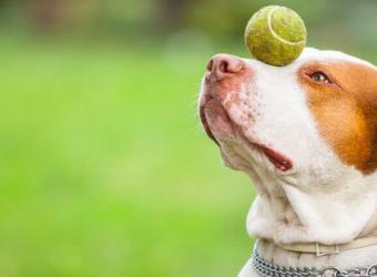 Healthy Minds, Happy Pets: The Benefits of Pet Enrichment