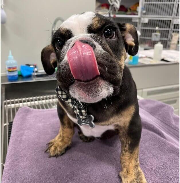 decor image on All Day Pet Hospital